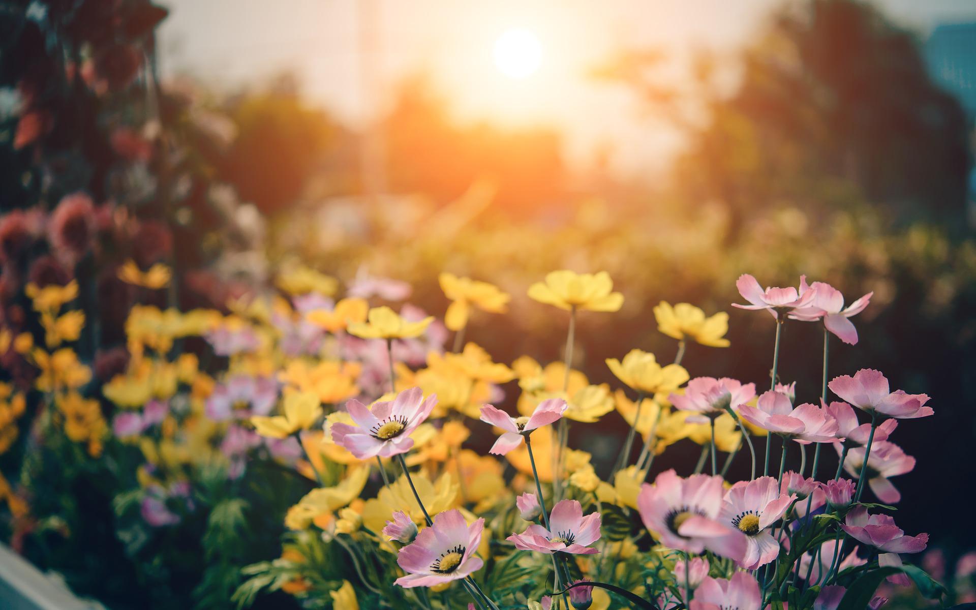 Gardening expert Jessica Damiano that will help you achieve a beautiful and productive garden without breaking the bank.     