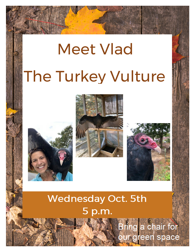 Learn all about the Turkey Vulture with Evelyn Alexander Wildlife Rescue